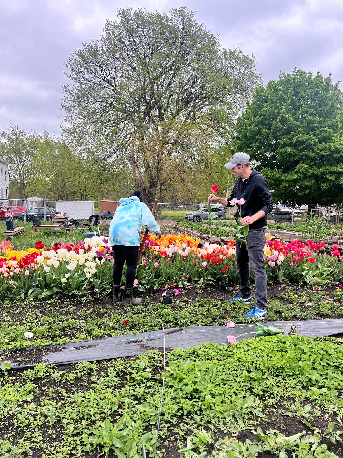 Monday Volunteering