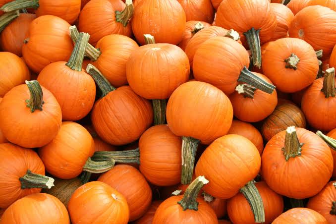 Pie Pumpkin