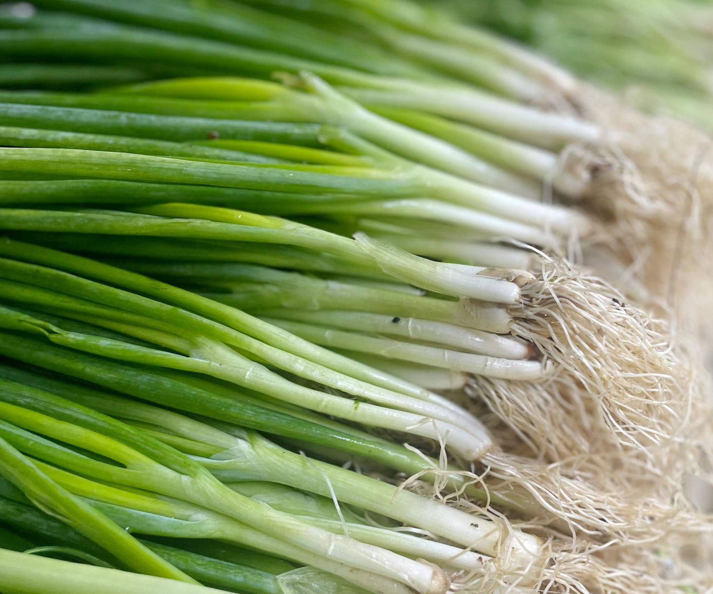 Green Onions